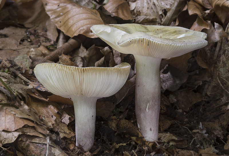 Russula violeipes